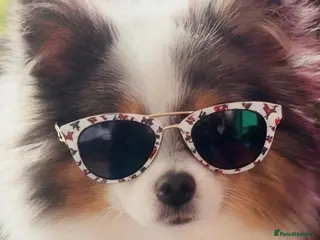 Pomeranian dogs ✨💎Rare Pom With Mesmerising Blue Eyes💙👀✨ - Advert 8