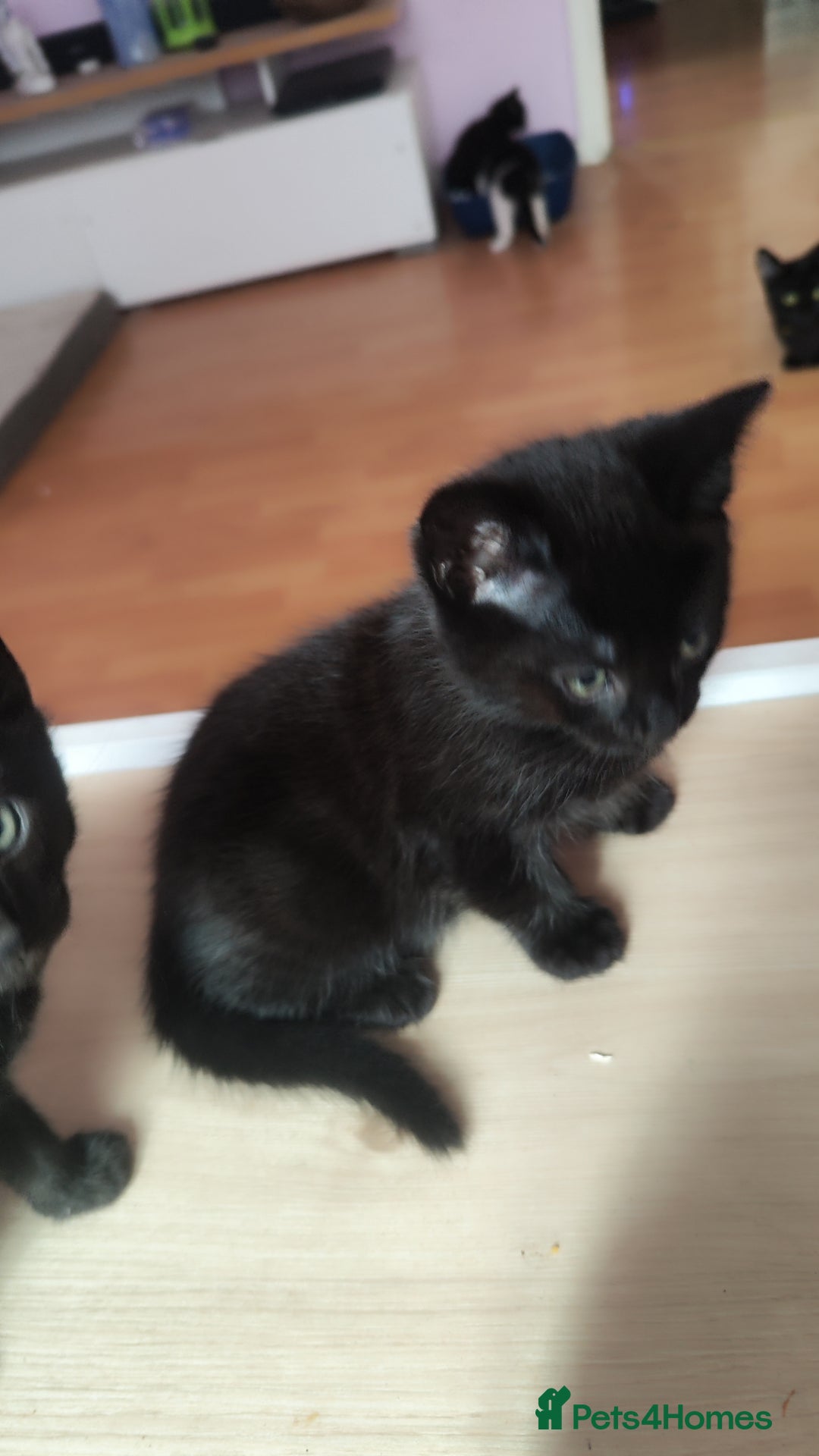 Mixed Breed cats for sale: Kittens for free  - Image 6