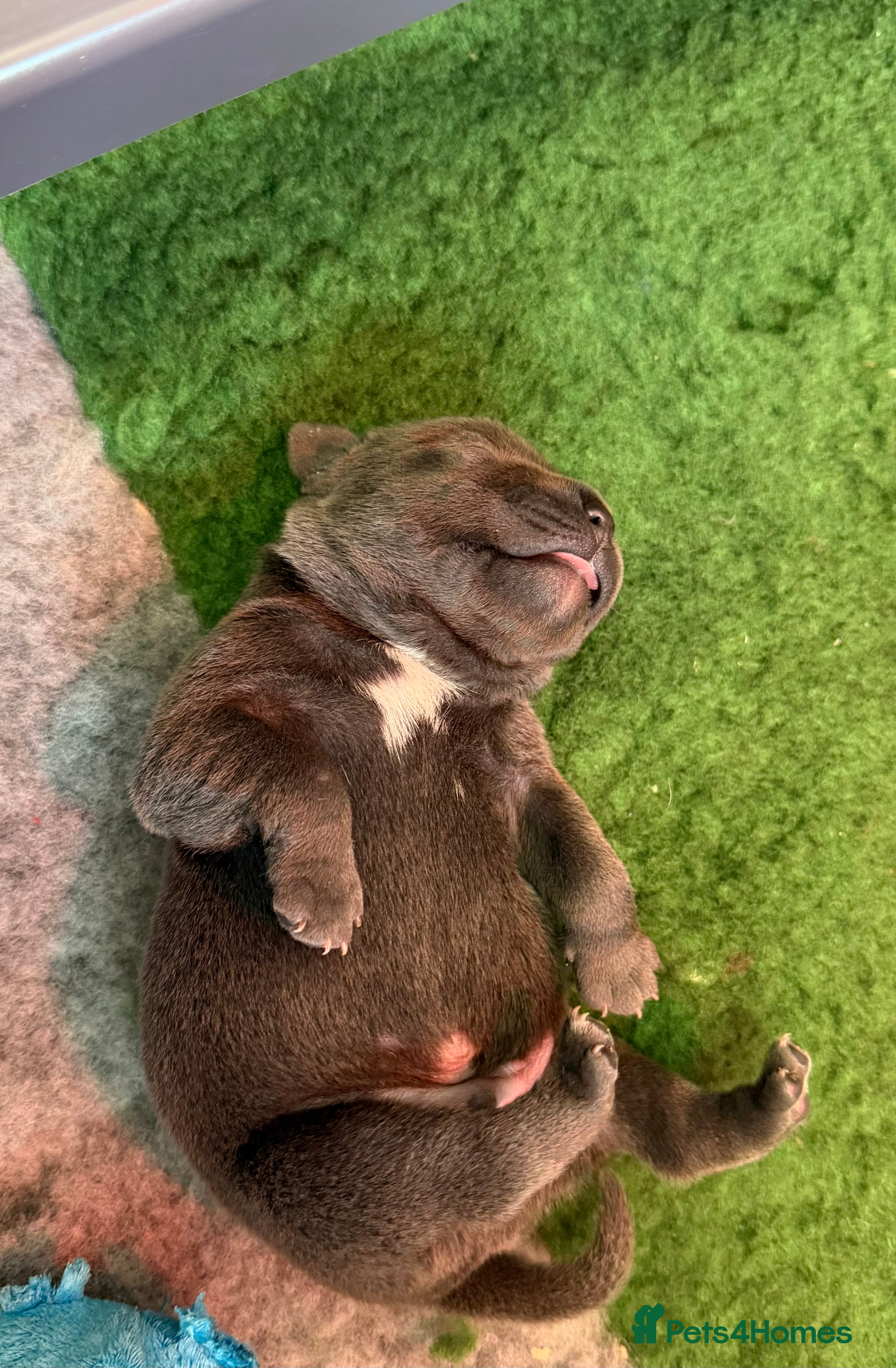 Staffordshire Bull Terrier dogs 🎖️Scuba_staffies. VALGLO x BRONSON lines 🎖️ - Advert 21