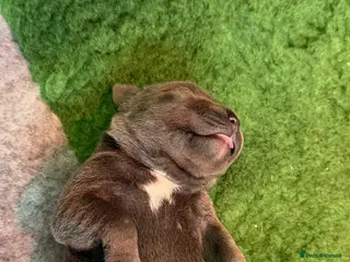 Staffordshire Bull Terrier dogs 🎖️Scuba_staffies. VALGLO x BRONSON lines 🎖️ - Advert 21