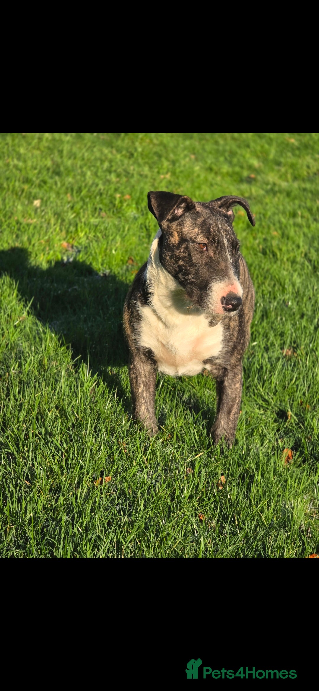 English Bull Terrier dogs for sale: Potato on legs - Advert 21