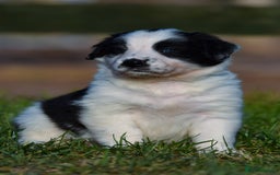 Sprollie dogs for sale: 7 Sprollie X Border Collie pups - Image 6