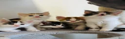 Maine Coon cats for sale: Maine coon kittens  - Advert 5