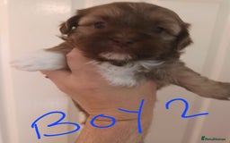 Shihpoo dogs for sale: shihpoo pups - Image 3