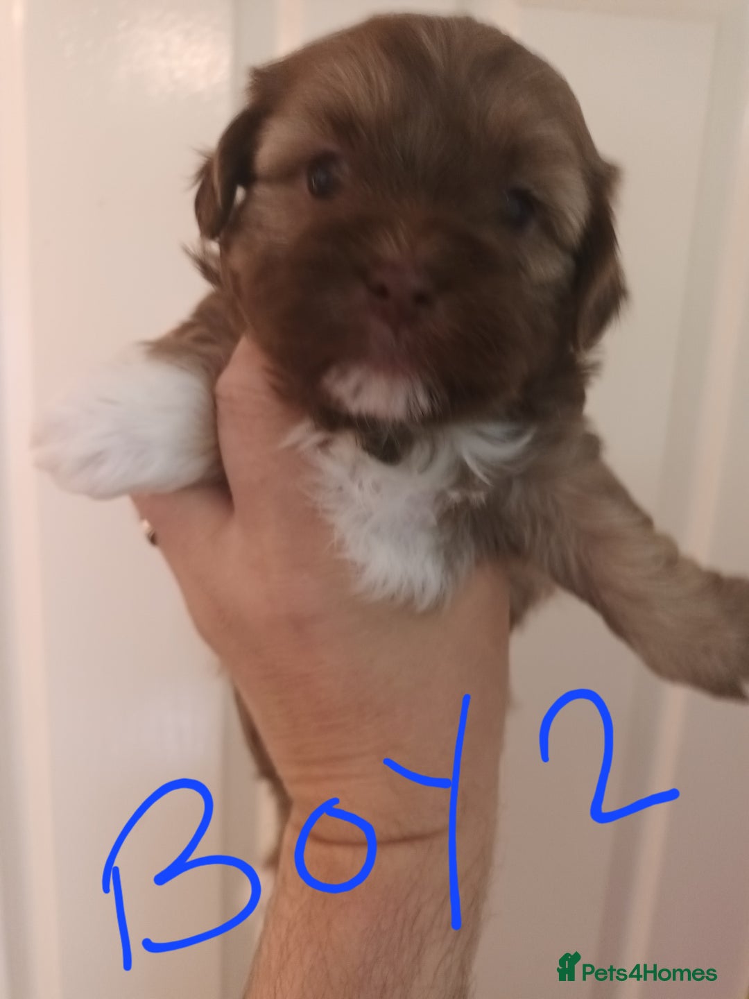 Shihpoo dogs for sale: shihpoo pups - Image 3