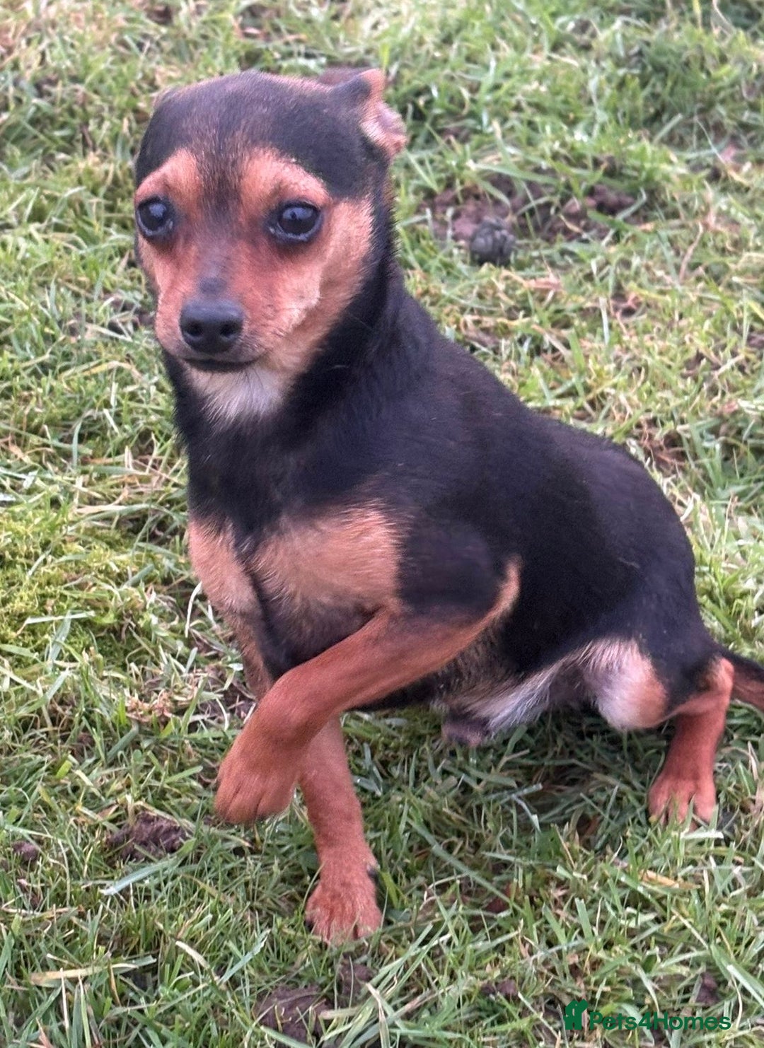 Mixed Breed dogs for sale: Jack russel - Advert 2