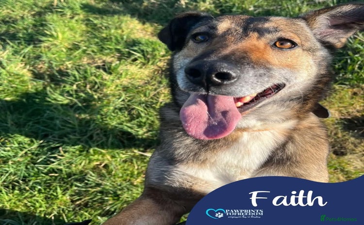 Mixed Breed dogs in Nantwich - Advert 6