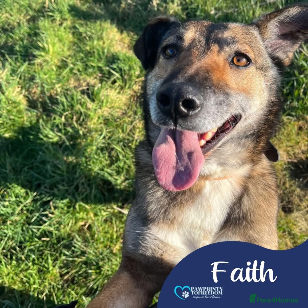 Mixed Breed dogs for adoption: Meet Faith, currently residing in Cheshire  in Nantwich - Image 1