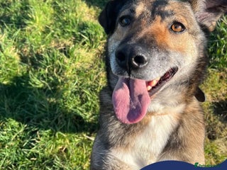 Mixed Breed dogs in Nantwich - Advert 14