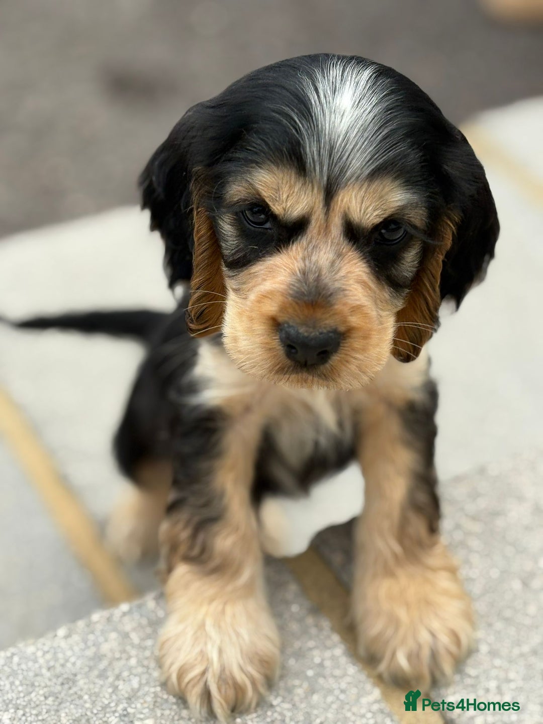Cocker Spaniel dogs for sale: Gorgeous show cockers  - Image 3