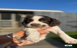 English Springer Spaniel dogs for sale: ✨ Working English Springer Spaniel Puppies ✨ - Image 6