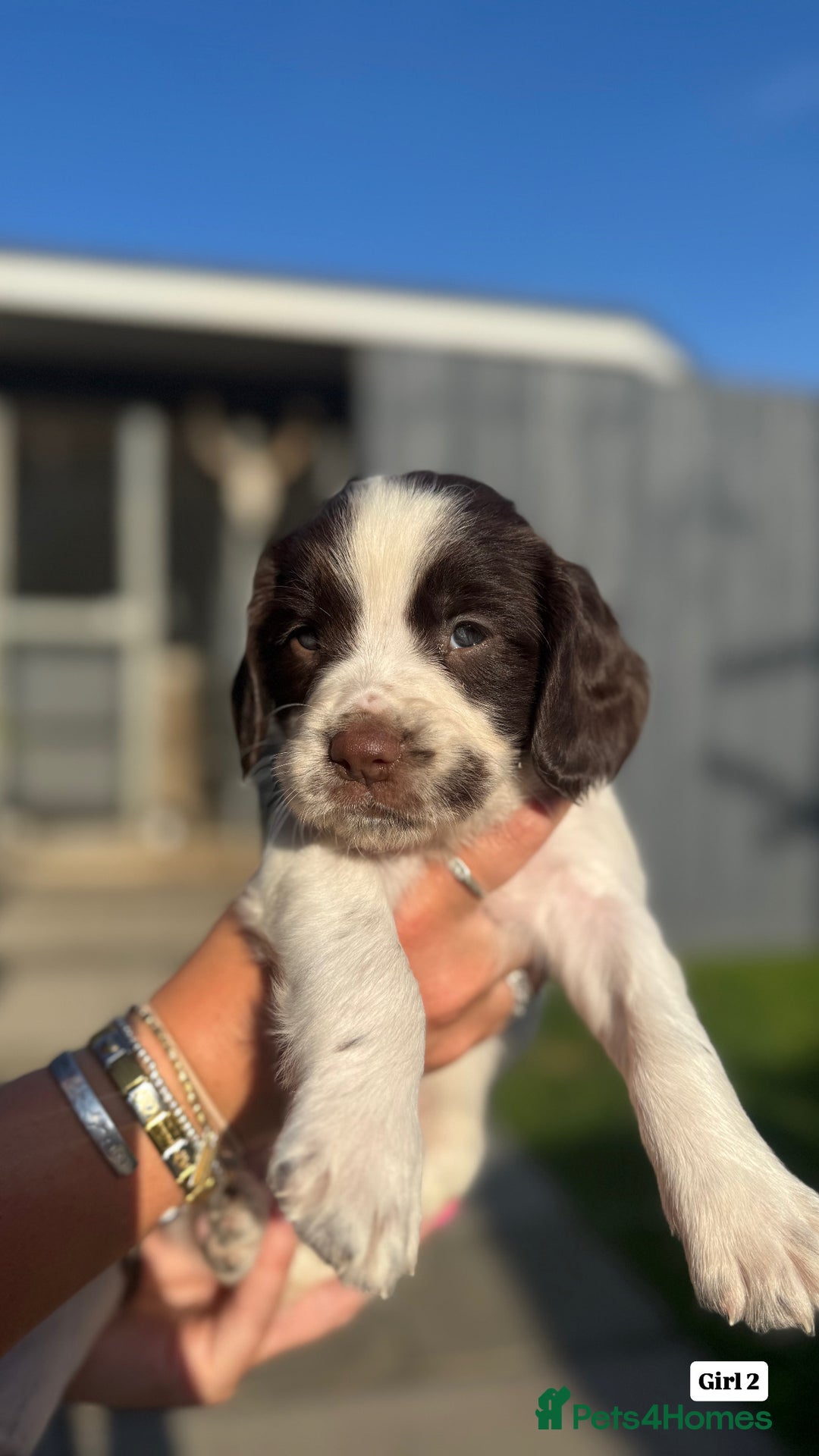 English Springer Spaniel dogs for sale: ✨ Working English Springer Spaniel Puppies ✨ - Image 6