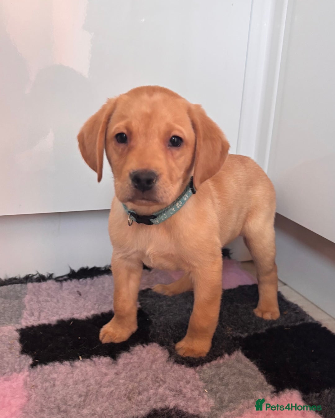 Labrador Retriever dogs for sale: Health tested pedigree labrador puppies - Advert 14