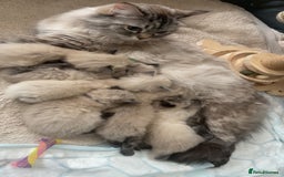 Ragdoll cats for stud: BIG beautiful GCCF & TICA Active Ragdoll Stud! in London - Image 12