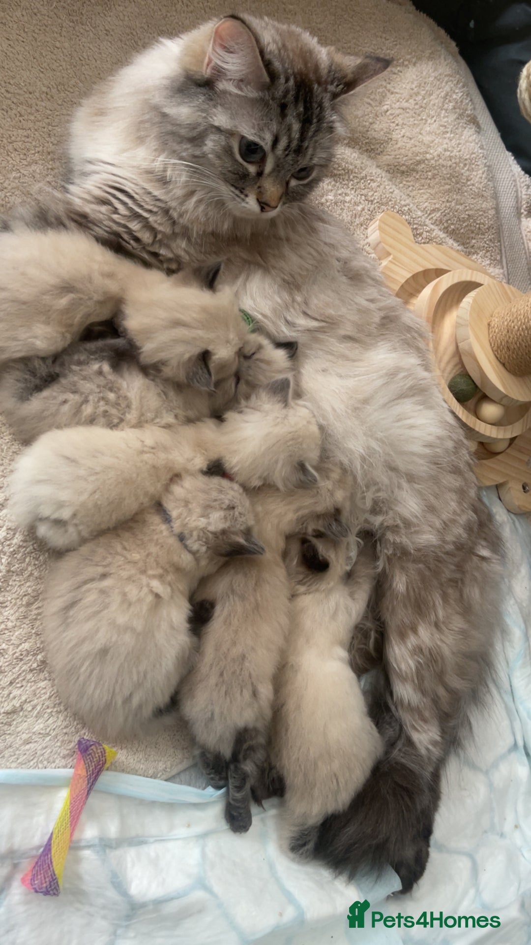 Ragdoll cats for stud: BIG beautiful GCCF & TICA Active Ragdoll Stud! in London - Image 12