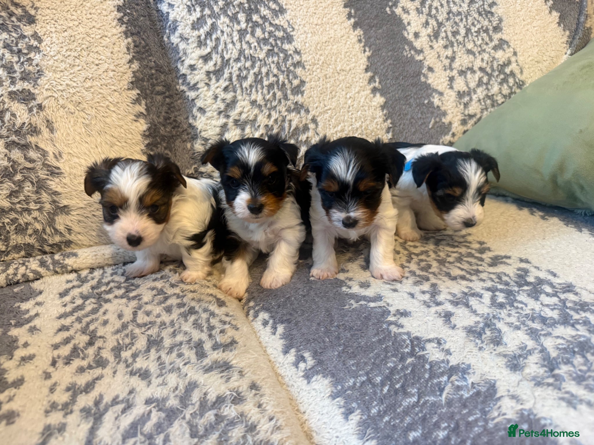Biewer Terrier dogs 🐶 Beautiful Biewer Yorkshire Terrier Puppies🐶 - Advert 2
