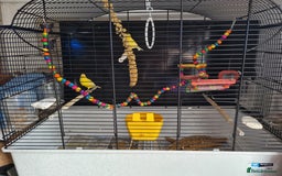 Canaries birds for sale: Two canaries and cage  - Image 1