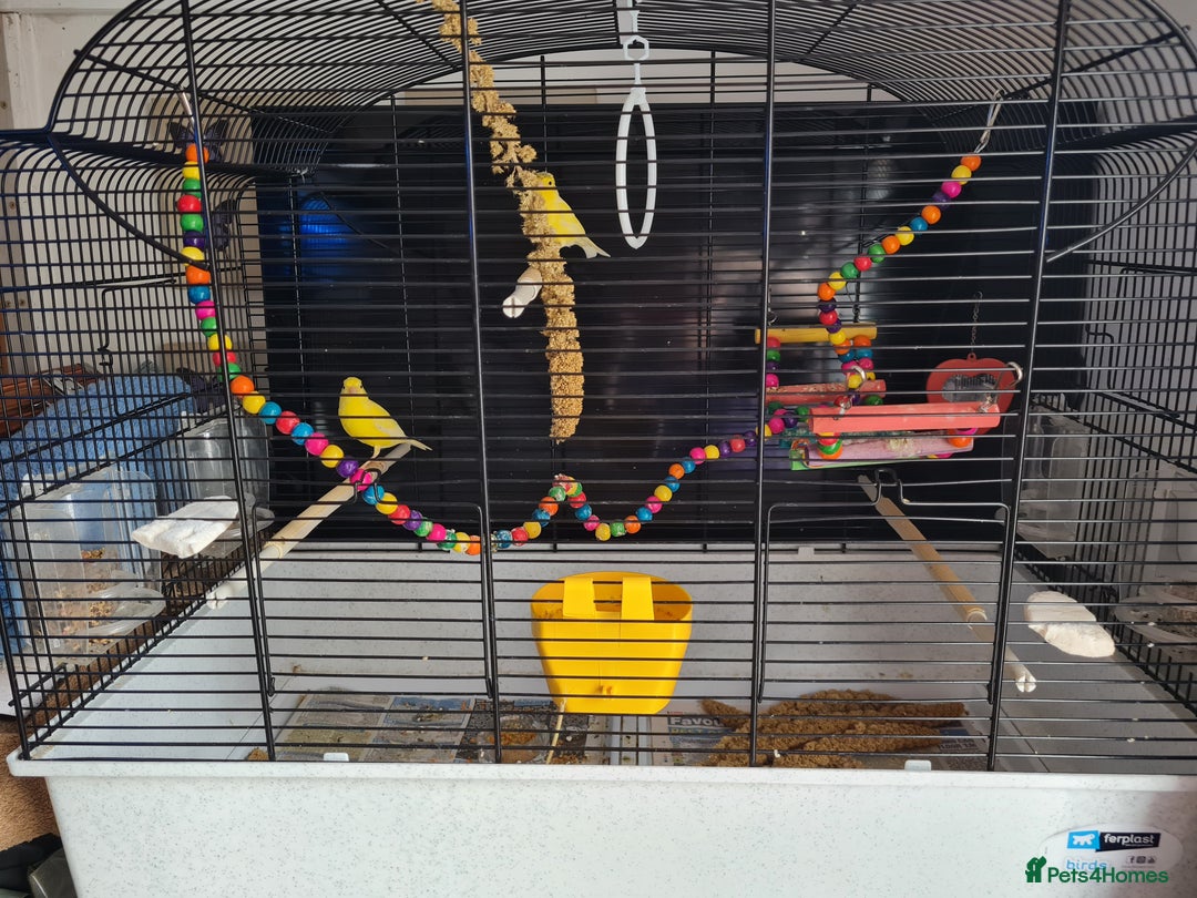 Canaries birds for sale: Two canaries and cage  - Image 1