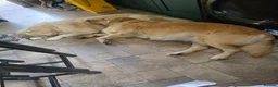 Golden Retriever dogs for sale: 9 beautiful golden retriever puppies - Advert 22