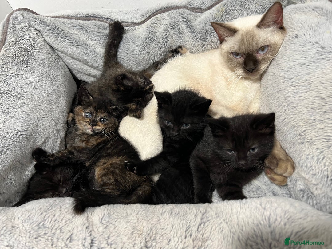 Ragdoll cats for sale: URGENT Ragdoll kittens x1 LAST ONE! 🫶🏽 - Advert 10