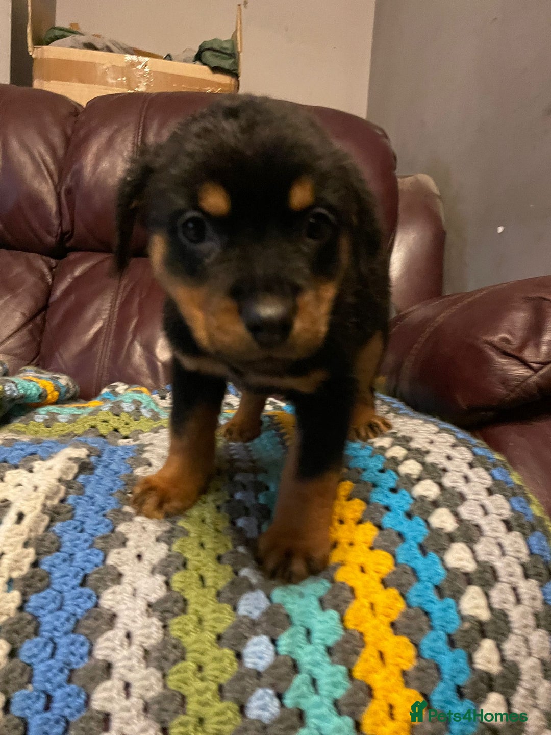 Rottweiler dogs for sale: * *photos updated Rottweiler puppies KC reg - Advert 30