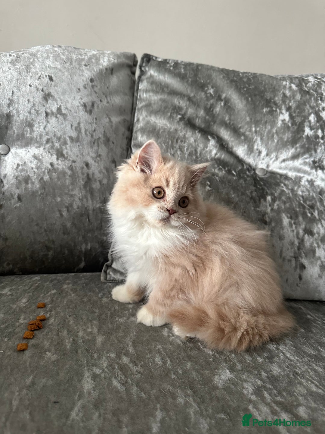 British Shorthair cats for sale:  🦁 Stunning BLH Lion Look alike READY NOW - Advert 5