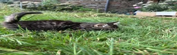 Mixed Breed cats for sale: Farm Kittens - Ready Now!  - Advert 6
