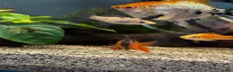 Angelfish fish for sale: Full set up fish tank fluval visi 202 l  in Worksop - Advert 10