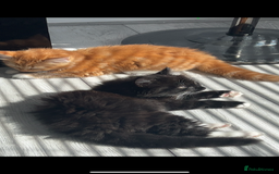 Maine Coon cats for sale: Beautiful Fluffy Kitten Looking for Home - Image 2