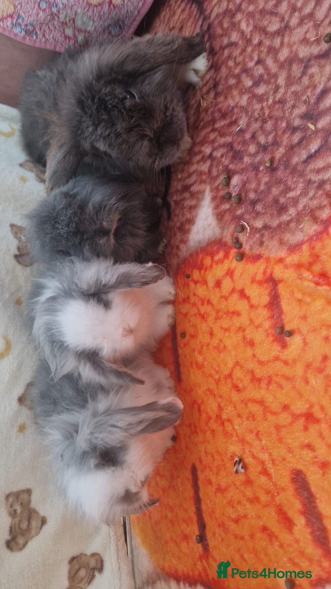 Mini Lion Lop rabbits Mini Lion Lop rabbits - Advert 7