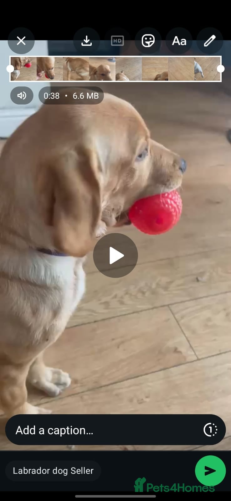 Labrador Retriever dogs Stunning Labrador Retriever Puppies - Advert 7