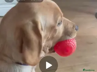 Labrador Retriever dogs Stunning Labrador Retriever Puppies - Advert 7