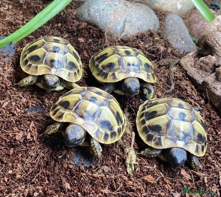 Tortoise reptiles Hermanns Tortoise Hatchlings - Advert 16