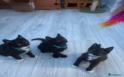 Mixed Breed cats for sale: 2 boys 1 girl  - Image 1
