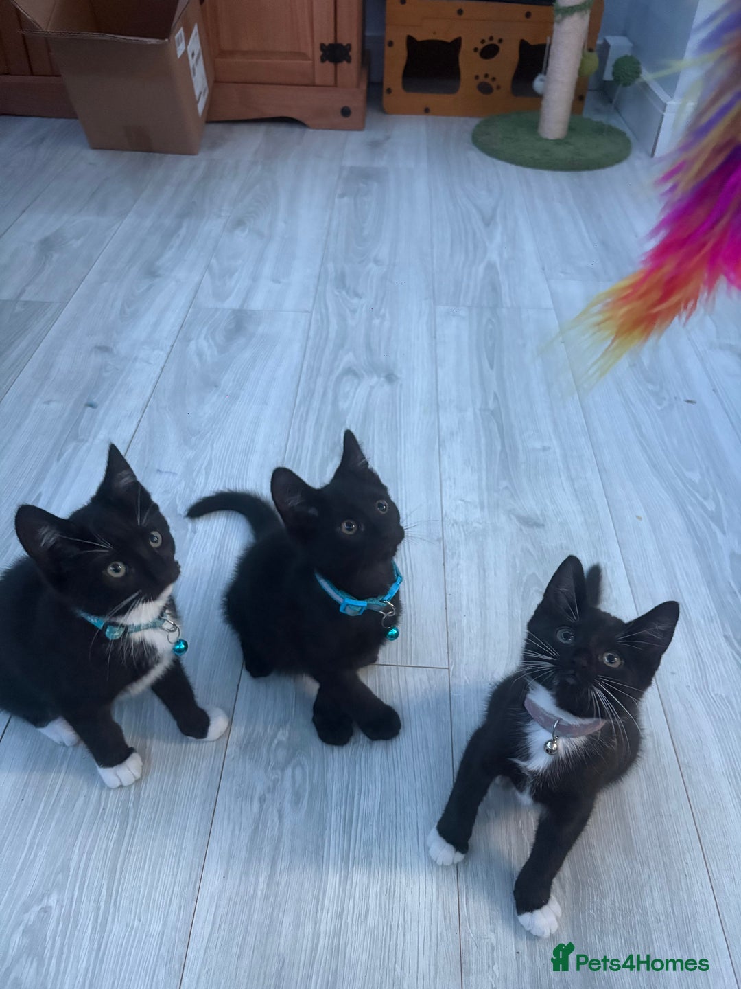 Mixed Breed cats for sale: 2 boys 1 girl  - Image 1