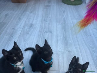 Mixed Breed cats - Advert 33