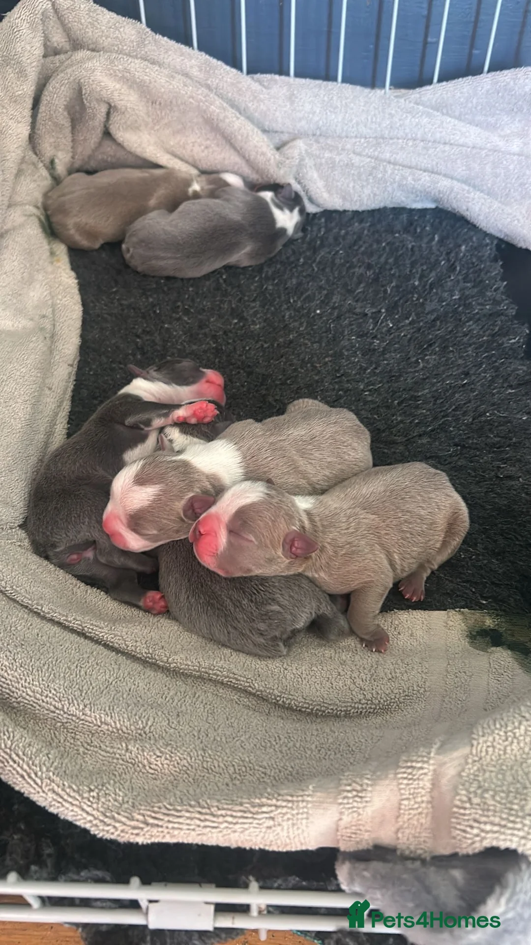 Boston Terrier dogs for stud: Boston terrier for stud blue&white proven KC regis in Wantage - Advert 22