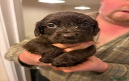 Sprocker dogs for sale: Sprocker spaniel puppies  - Image 5