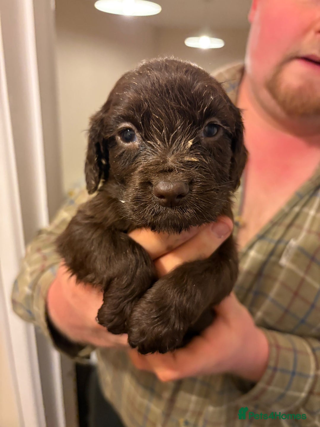 Sprocker dogs for sale: Sprocker spaniel puppies  - Image 5