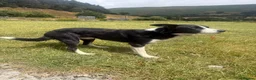 Welsh Collie dogs for sale: Adorable Mid Wales border collie puppies for sale - Advert 36