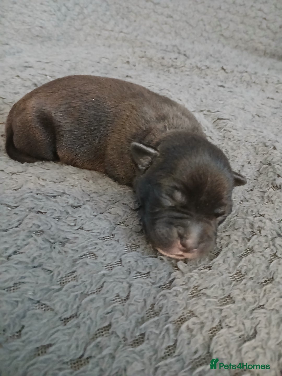 Staffordshire Bull Terrier dogs for sale: Black and blue staffing puppies  - Advert 2