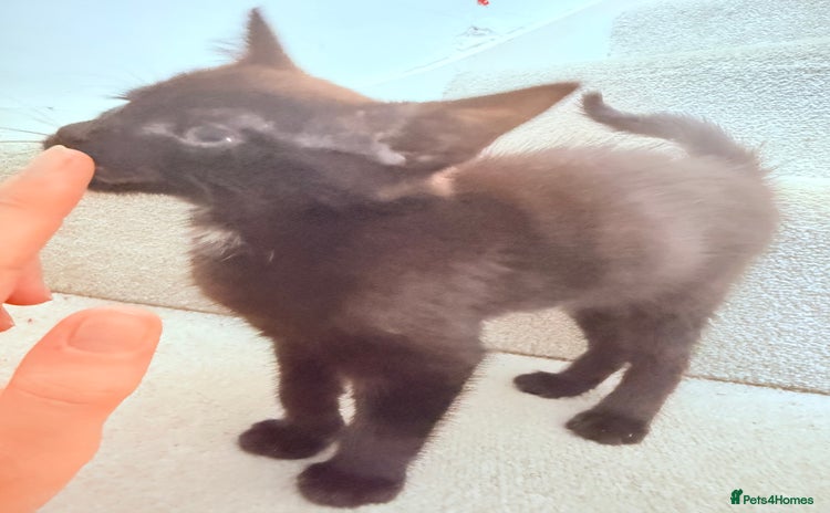 Mixed Breed cats - Advert 1