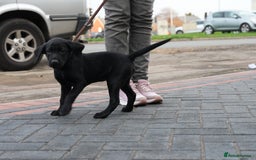 Labrador Retriever dogs for sale: Labrador puppies 2 male black KC reg - Image 2
