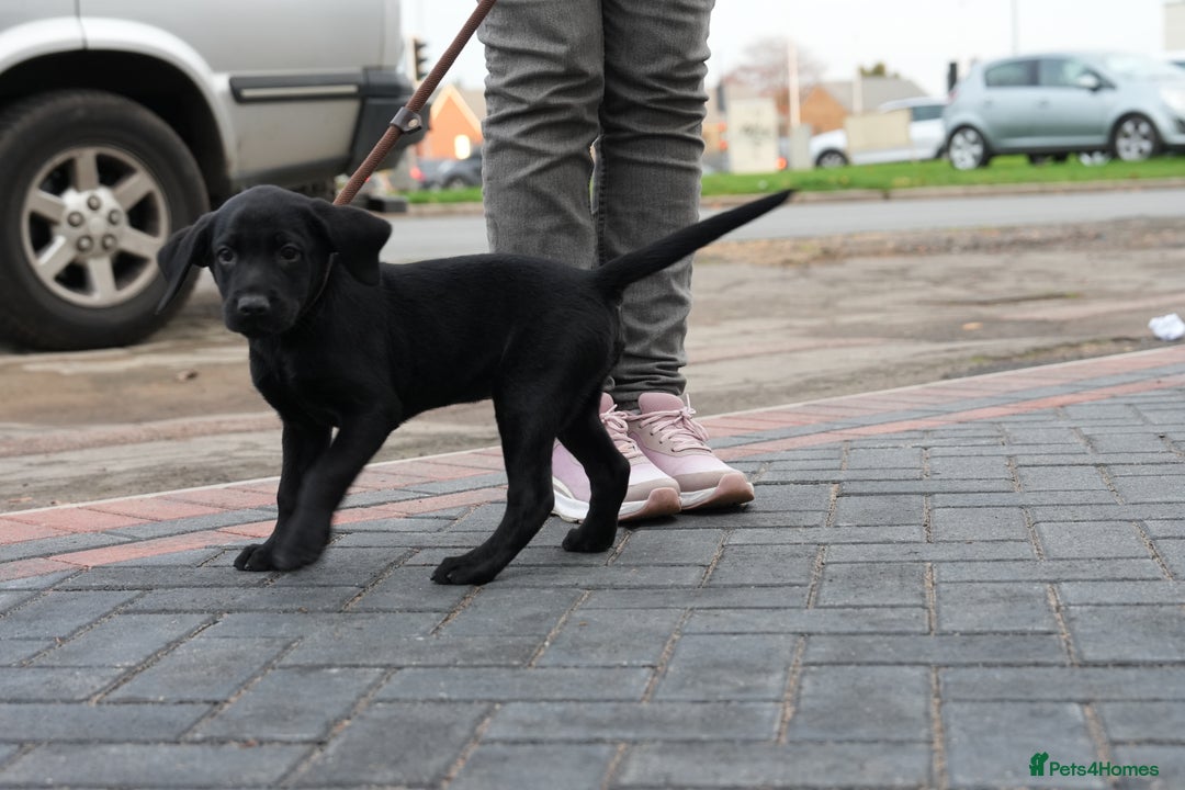 Labrador Retriever dogs for sale: Labrador puppies 2 male black KC reg - Image 2