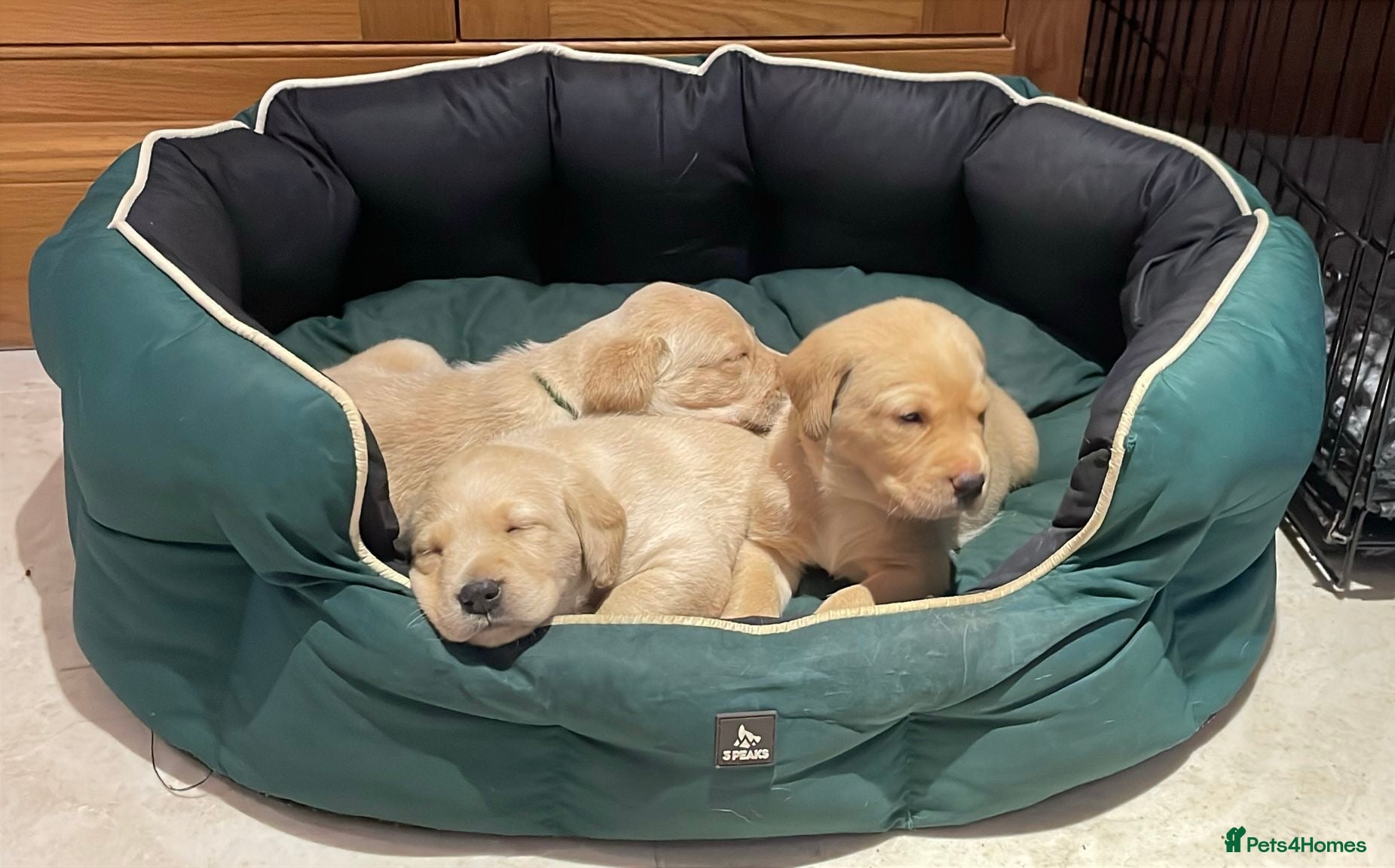 Labrador Retriever dogs Stunning KC Registered Champion line Puppies  - Advert 1