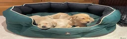 Labrador Retriever dogs for sale: Stunning KC Registered Champion line Puppies  - Advert 7