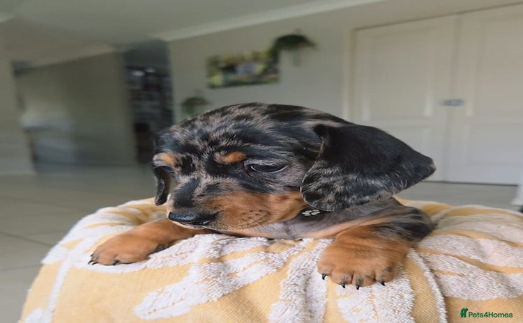Miniature Dachshund dogs - Advert 11