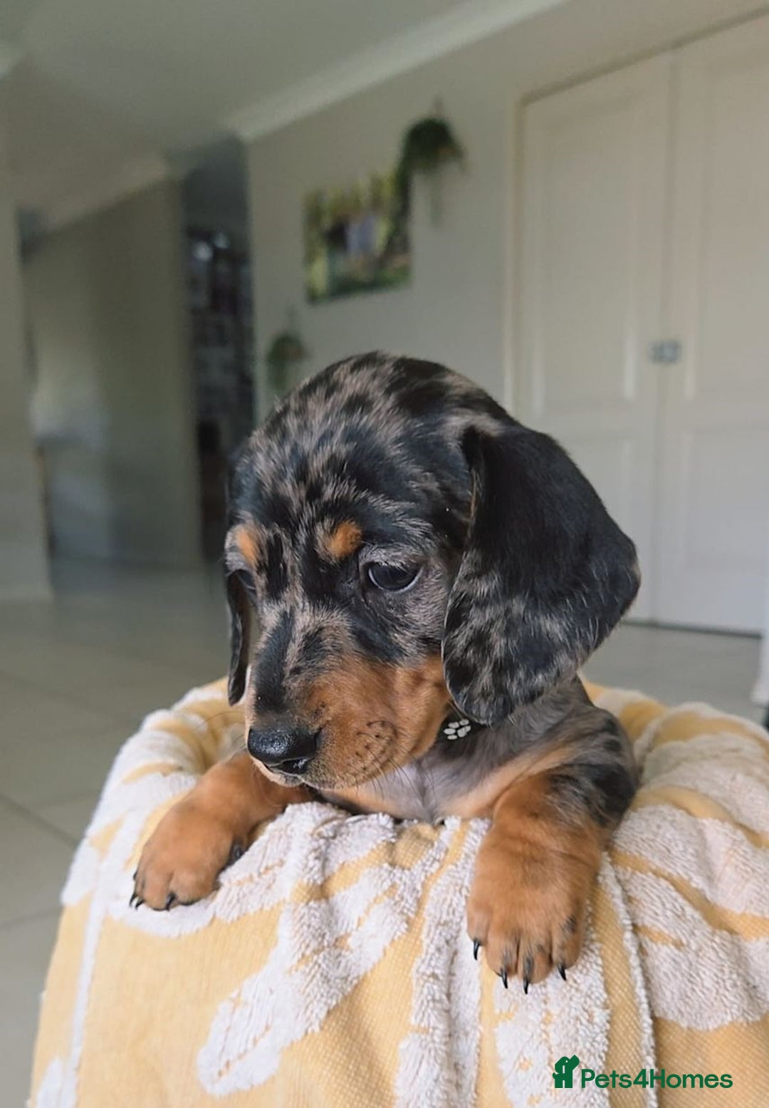 Miniature Dachshund dogs for sale: Friendly silver dapples mini dachschunds pups - Image 1