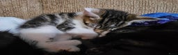 Mixed Breed cats for sale: Adorable kittens for sale - Advert 26