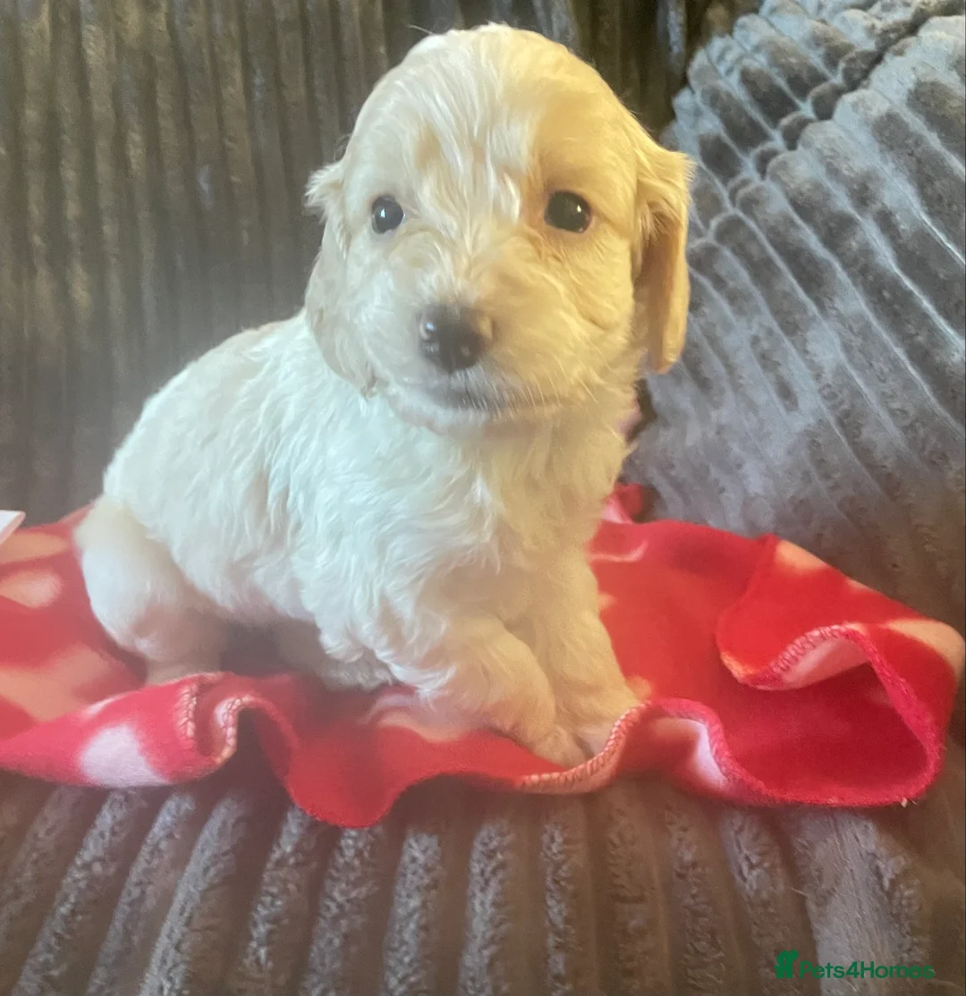 Cockapoo dogs for sale: Toy cockapoo puppies  - Advert 13